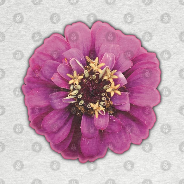 Magenta Flower and Yellow Pollen - Photograph Art -  Digital Image Cut-out into a fun graphic perfect for stickers, notebooks, greeting cards, pillows and more by cherdoodles